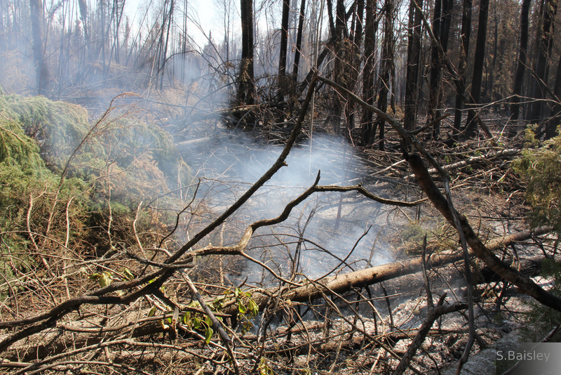 A smoldering peat fire in a northern hardwood forest.
